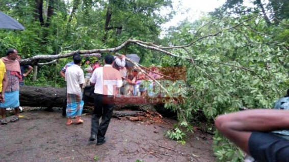 Fallen tree blocks National Highway 
